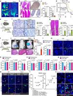 Thrombospondin 1 Antibody in Flow Cytometry (Flow)