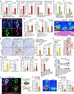 Thrombospondin 1 Antibody in Flow Cytometry (Flow)