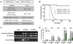 CD8a Antibody in Flow Cytometry (Flow)