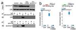 Glucocorticoid Receptor Antibody in Western Blot (WB)