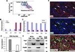 CD49f (Integrin alpha 6) Antibody in Flow Cytometry (Flow)