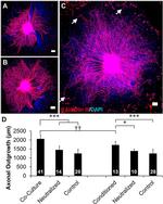 BDNF Antibody in Neutralization (Neu)