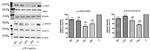 JAK2 Antibody in Western Blot (WB)