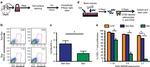 CD8a Antibody in Flow Cytometry (Flow)