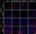 Rabbit IgG (Heavy chain) Secondary Antibody in Immunohistochemistry (Paraffin) (IHC (P))