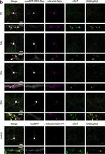 Rabbit IgG (H+L) Highly Cross-Adsorbed Secondary Antibody in Immunocytochemistry (ICC/IF)