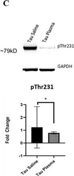 Mouse IgG (H+L) Secondary Antibody in Western Blot (WB)