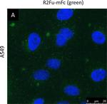 Human IgG (H+L) Cross-Adsorbed Secondary Antibody in Immunocytochemistry (ICC/IF)