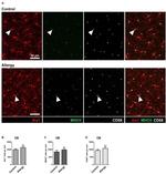 MHC Class II (I-A/I-E) Antibody in Immunohistochemistry (IHC)