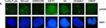 Rabbit IgG (H+L) Highly Cross-Adsorbed Secondary Antibody in Immunocytochemistry (ICC/IF)