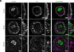 Rabbit IgG (H+L) Highly Cross-Adsorbed Secondary Antibody in Immunocytochemistry (ICC/IF)