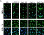 Rabbit IgG (H+L) Highly Cross-Adsorbed Secondary Antibody in Immunocytochemistry (ICC/IF)