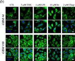 Rabbit IgG (H+L) Highly Cross-Adsorbed Secondary Antibody in Immunocytochemistry (ICC/IF)