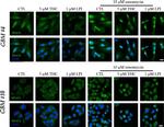 Rabbit IgG (H+L) Highly Cross-Adsorbed Secondary Antibody in Immunocytochemistry (ICC/IF)