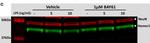 Mouse IgG (H+L) Highly Cross-Adsorbed Secondary Antibody in Western Blot (WB)