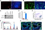 CD326 (EpCAM) Antibody in Flow Cytometry (Flow)