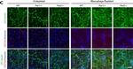 Rabbit IgG (H+L) Highly Cross-Adsorbed Secondary Antibody in Immunocytochemistry (ICC/IF)