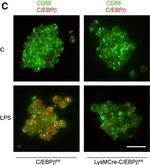 Rat IgG (H+L) Highly Cross-Adsorbed Secondary Antibody in Immunocytochemistry (ICC/IF)