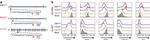 CD19 Antibody in Flow Cytometry (Flow)