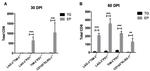 KLRG1 Antibody in Flow Cytometry (Flow)