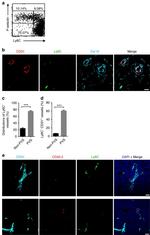 CD326 (EpCAM) Antibody in Flow Cytometry (Flow)