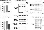 ATP5A1 Antibody in Western Blot (WB)