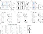 CD3 Antibody in Flow Cytometry (Flow)