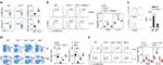 CD3 Antibody in Flow Cytometry (Flow)