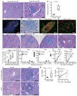 CD45 Antibody in Immunohistochemistry (IHC)