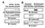 Lamin A/C Antibody in Western Blot (WB)