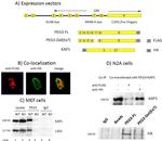 DYKDDDDK Tag Antibody in Western Blot, Immunocytochemistry, Immunoprecipitation (WB, ICC/IF, IP)