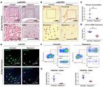 CD140a (PDGFRA) Antibody in Immunohistochemistry, Flow Cytometry (IHC, Flow)