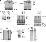 Ub-K63 Antibody in Western Blot (WB)