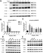 Occludin Antibody in Western Blot (WB)