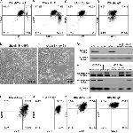 CD49f (Integrin alpha 6) Antibody in Flow Cytometry (Flow)