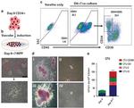 CD34 Antibody in Flow Cytometry (Flow)