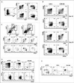 CD27 Antibody in Flow Cytometry (Flow)