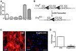 CD105 (Endoglin) Antibody in Flow Cytometry (Flow)