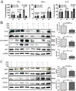 Caspase 1 Antibody in Western Blot (WB)