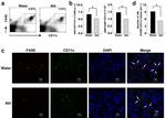 CD11c Antibody in Flow Cytometry (Flow)