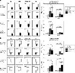 CD8a Antibody in Flow Cytometry (Flow)