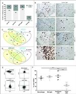 CD31 (PECAM-1) Antibody in Flow Cytometry (Flow)