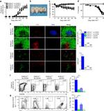 CD19 Antibody in Flow Cytometry (Flow)