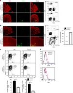 CD178 (Fas Ligand) Antibody in Flow Cytometry (Flow)