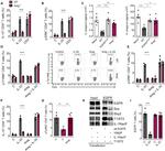 IL-13 Antibody in Flow Cytometry (Flow)