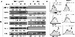 CD86 (B7-2) Antibody in Flow Cytometry (Flow)