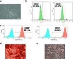 CD34 Antibody in Flow Cytometry (Flow)