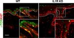 CD3 Antibody in T-Cell Activation (TCA)