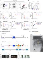 CD185 (CXCR5) Antibody in Flow Cytometry (Flow)