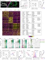 ROR gamma (t) Antibody in Flow Cytometry (Flow)